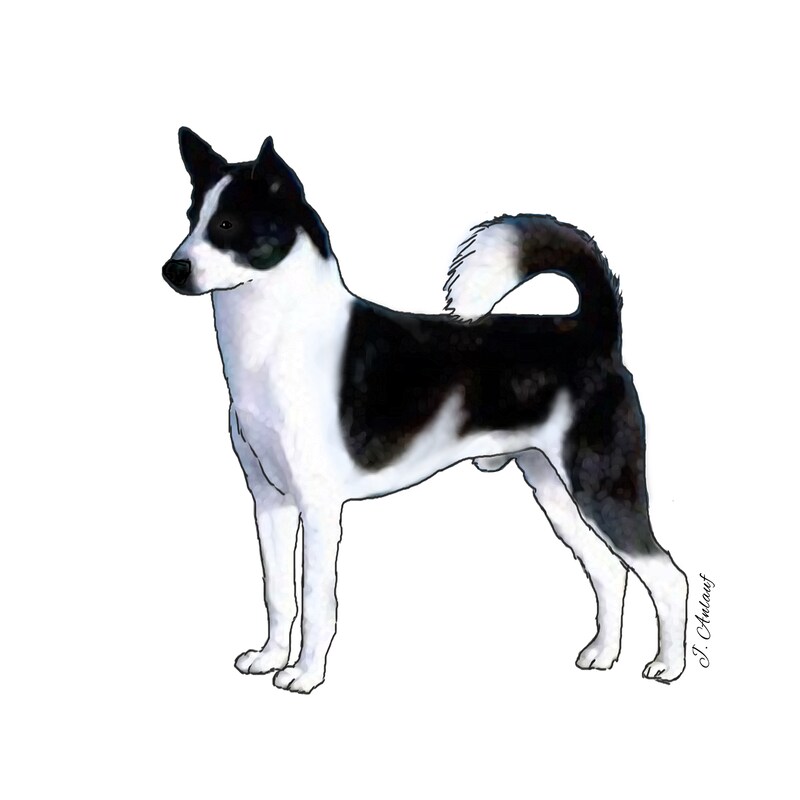 Canaan Dog (Design 4) - Printed Transfer Sheets for a variety of surfaces